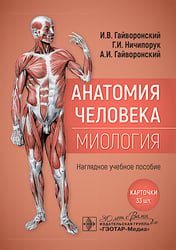 Анатомия человека. Миология. Карточки : наглядное учебное пособие