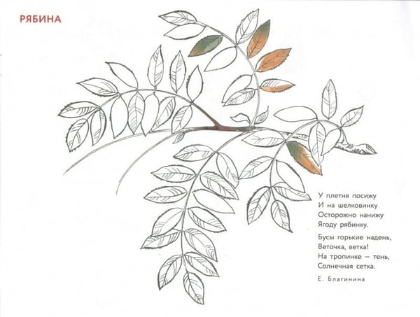 Дополнительное изображение книги «Альбом для раскрашивания. Угадай, нарисуй, раскрась»