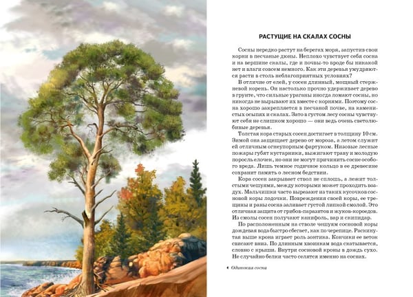 Дополнительное изображение книги «Деревья. Школьный путеводитель»