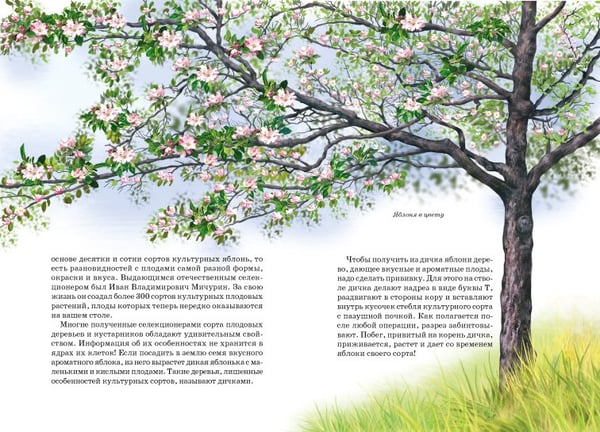 Дополнительное изображение книги «Деревья. Школьный путеводитель»