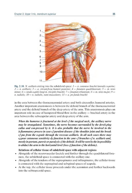 Дополнительное изображение книги «Topographic Anatomy and Operative Surgery: textbook: на англ.яз»