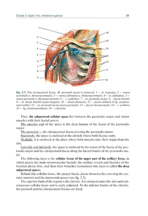 Дополнительное изображение книги «Topographic Anatomy and Operative Surgery: textbook: на англ.яз»