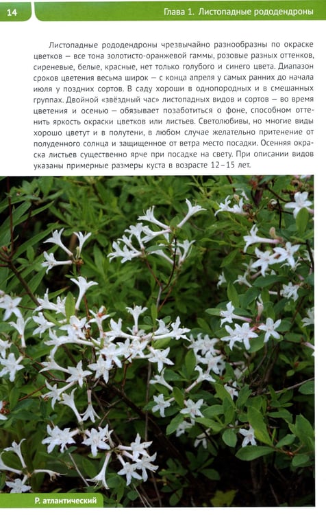 Дополнительное изображение книги «Рододендроны для Северо-Запада»