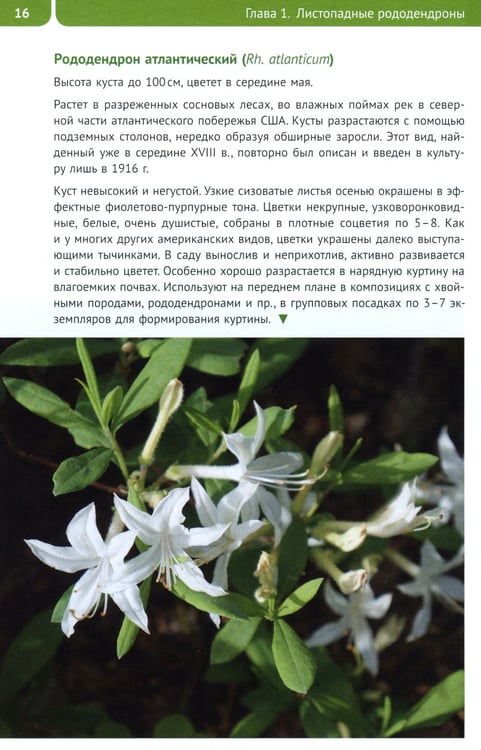 Дополнительное изображение книги «Рододендроны для Северо-Запада»