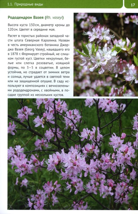 Дополнительное изображение книги «Рододендроны для Северо-Запада»