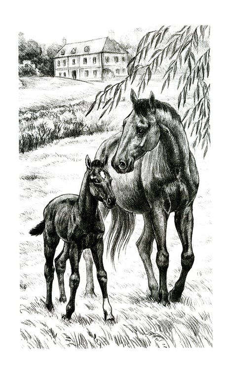 Дополнительное изображение книги «Black Beauty. The Autobiography of a Horse = Черный красавчик. Автобиография лошади: книга для чтения на англ.яз. в 6-7 кл»