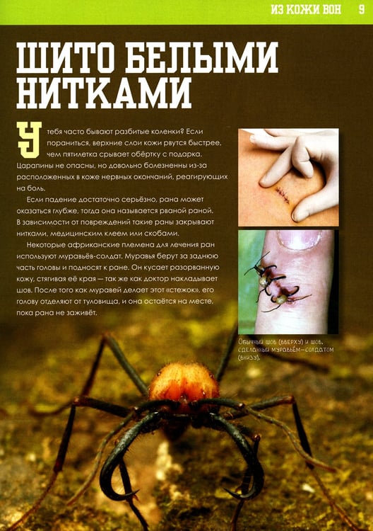 Дополнительное изображение книги «Книга о том, что внутри тебя. Веселые и правдивые истории про болячки, микробы и здоровое тело»