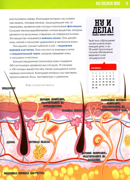 Дополнительное изображение книги «Книга о том, что внутри тебя. Веселые и правдивые истории про болячки, микробы и здоровое тело»