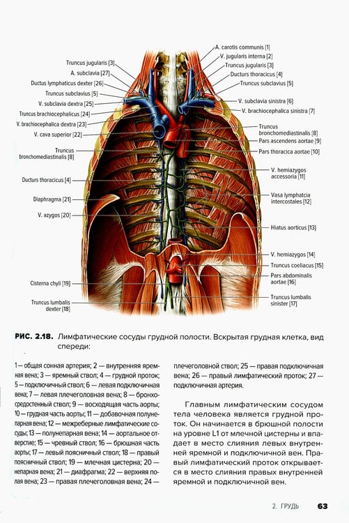 Дополнительное изображение книги «Атлас анатомии для стоматологов. В 2 т.Т. 1: Общая анатомия. Голова»