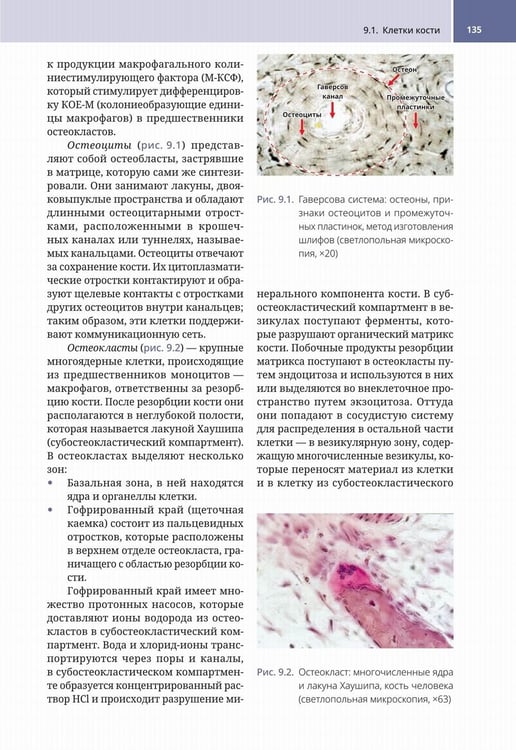 Дополнительное изображение книги «Судебно-медицинская радиология. От идентификации личности до посмертной визуализации»