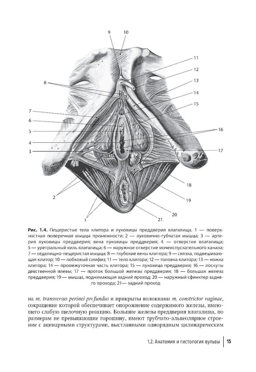 Дополнительное изображение книги «Патология вульвы и влагалища. Диагностические алгоритмы: практическое руководство»