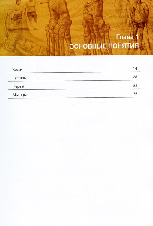 Дополнительное изображение книги «Ортопедическая анатомия Неттера»