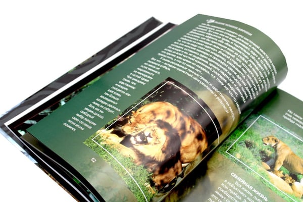 Дополнительное изображение книги «Дикие кошки мира»
