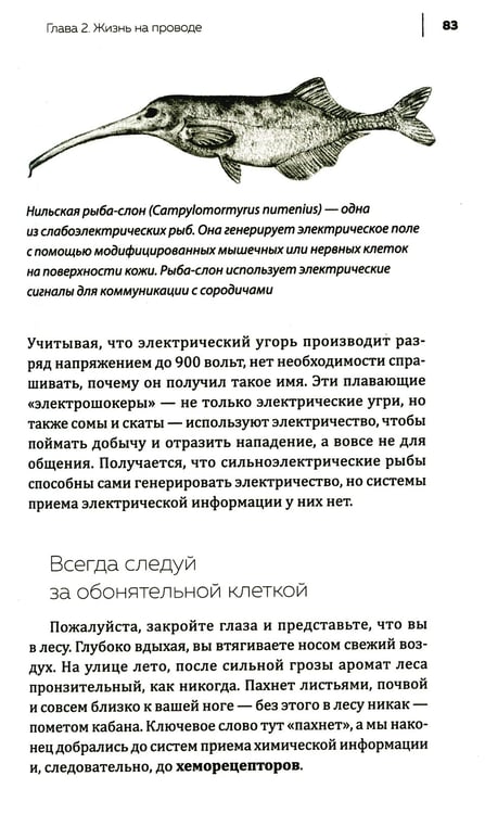 Дополнительное изображение книги «Купить В лесу никто не молчит. Как животные и растения общаются друг с другом»