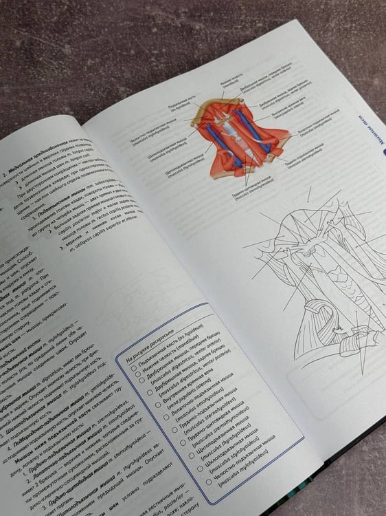 Дополнительное изображение книги «Анатомия Абрахамса. Атлас-раскраска»