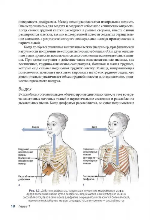 Дополнительное изображение книги «Анатомия пилатеса. Иллюстрированное руководство»