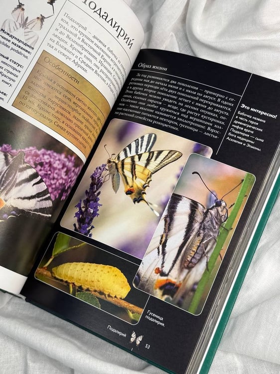 Дополнительное изображение книги «Бабочки. Иллюстрированный гид»