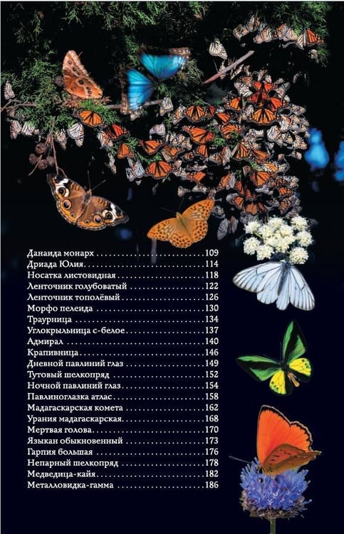 Дополнительное изображение книги «Бабочки. Иллюстрированный гид»