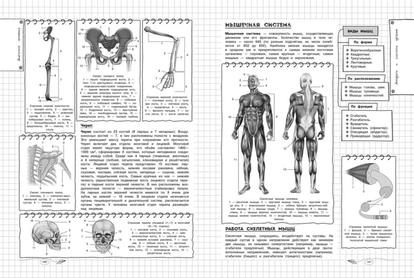 Дополнительное изображение книги «Биология»