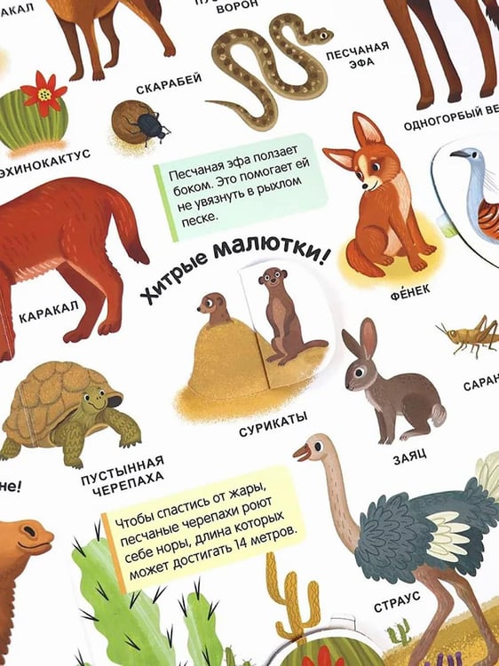 Дополнительное изображение книги «Живая природа: книжка с окошками»