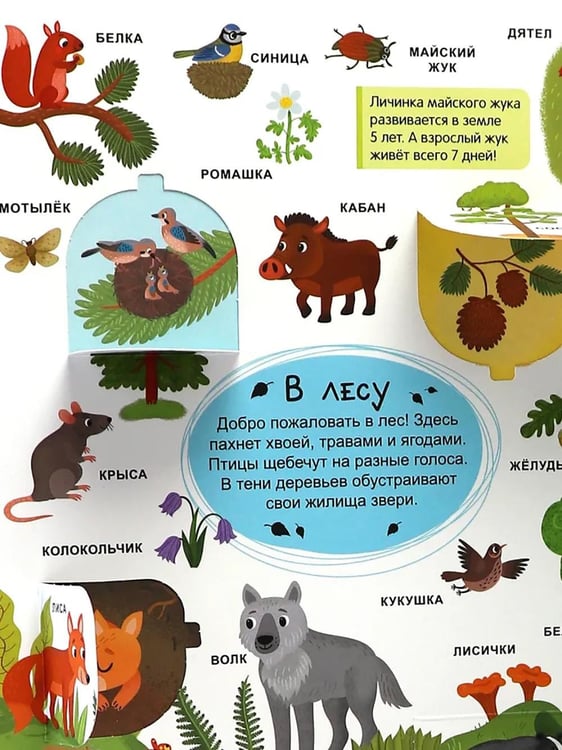 Дополнительное изображение книги «Мир вокруг: книжка с окошками»