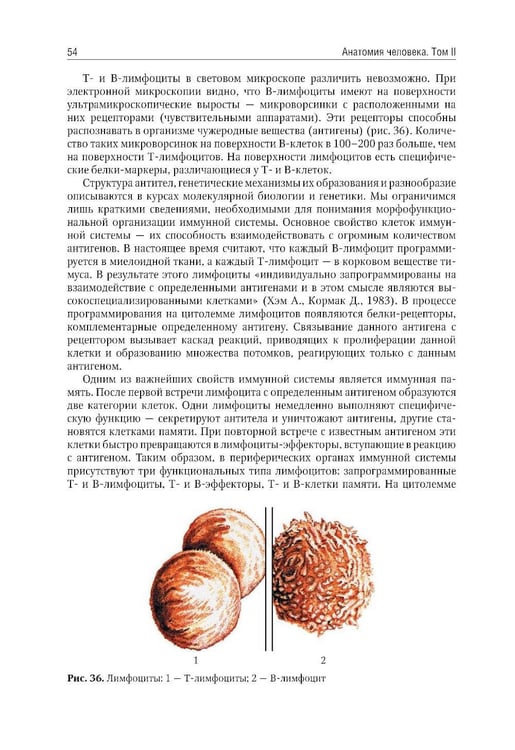 Дополнительное изображение книги «Анатомия человека: Учебник: в 2 т. Т. 2»