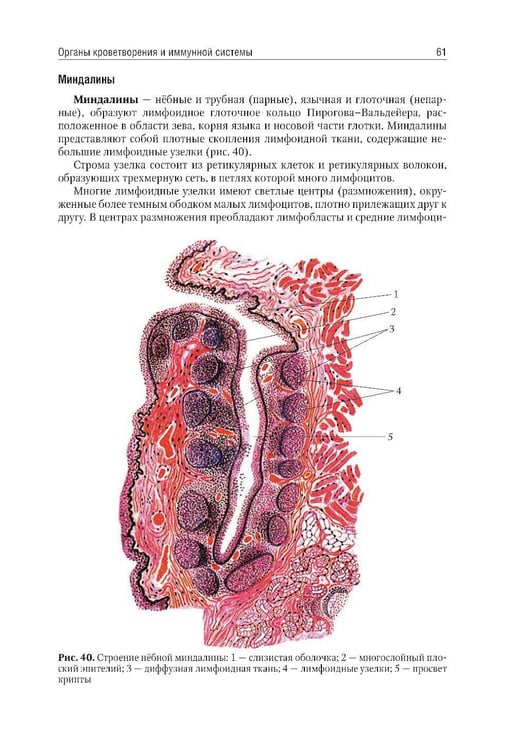 Дополнительное изображение книги «Анатомия человека: Учебник: в 2 т. Т. 2»