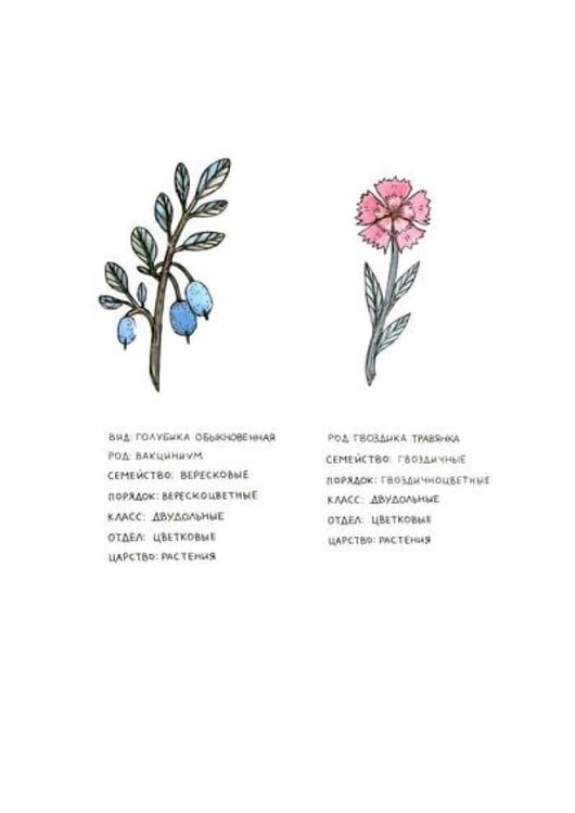 Дополнительное изображение книги «Азбука северных растений»