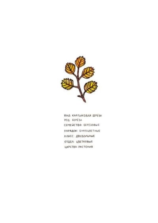 Дополнительное изображение книги «Азбука северных растений»