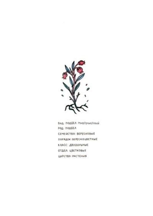 Дополнительное изображение книги «Азбука северных растений»
