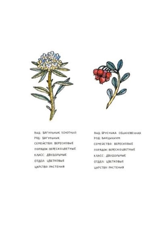 Дополнительное изображение книги «Азбука северных растений»