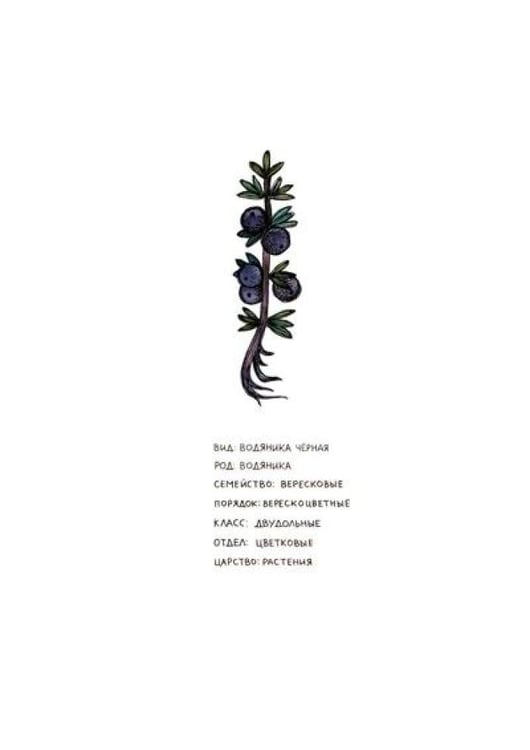Дополнительное изображение книги «Азбука северных растений»