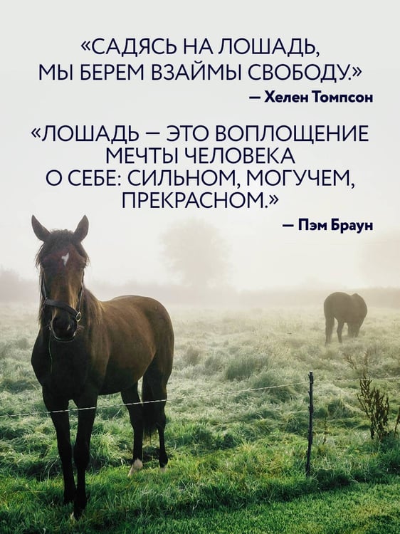 Дополнительное изображение книги «Лошади. Портреты, вдохновленные Рембрандтом. Эксклюзивный фотоальбом»