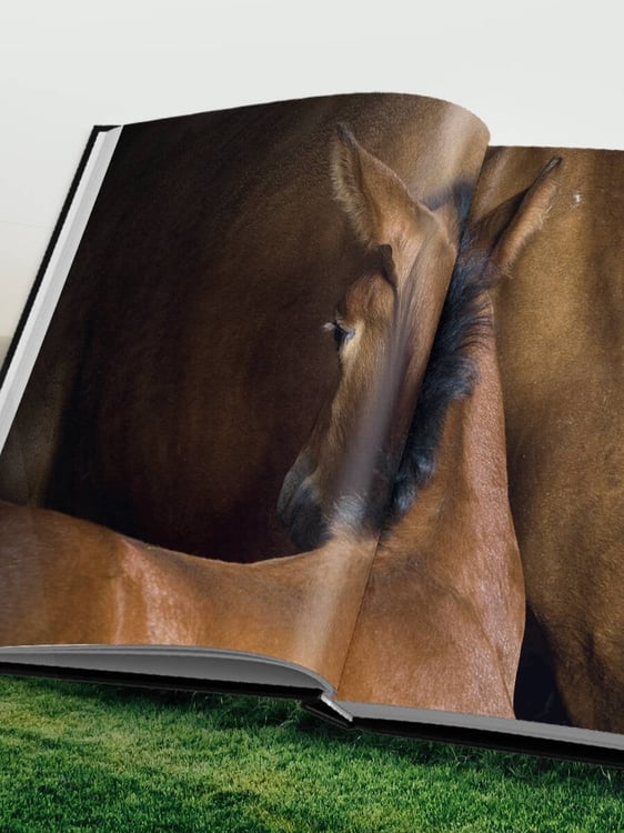 Дополнительное изображение книги «Лошади. Портреты, вдохновленные Рембрандтом. Эксклюзивный фотоальбом»