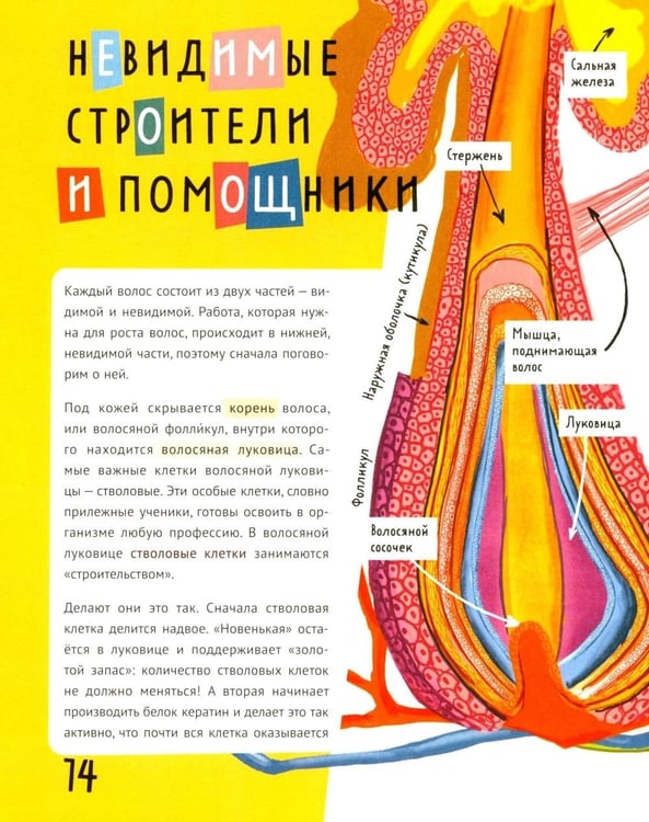 Дополнительное изображение книги «Волосатая энциклопедия»