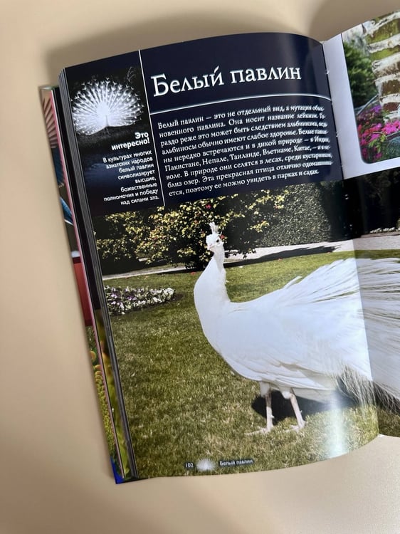 Дополнительное изображение книги «Птицы. Иллюстрированный гид»