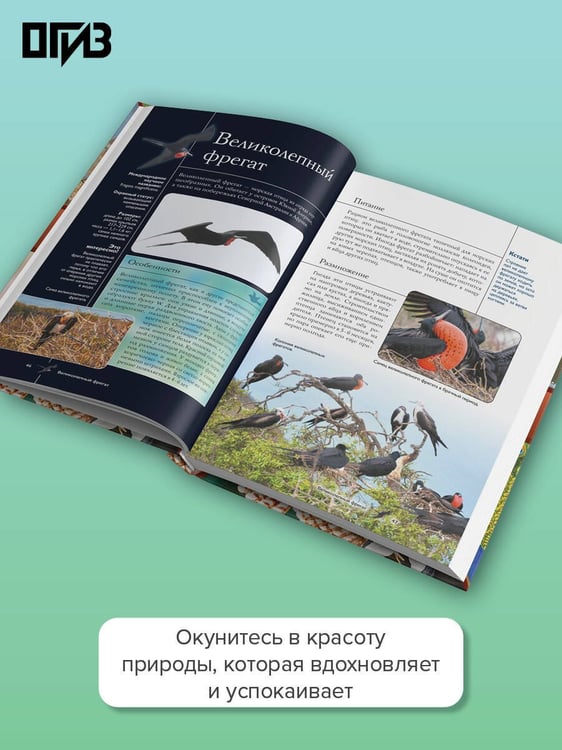 Дополнительное изображение книги «Птицы. Иллюстрированный гид»