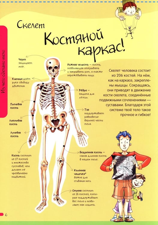 Дополнительное изображение книги «Тело человека. Нескучная анатомия»