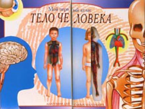 Обложка книги «Тело человека. Мой первый атлас» — None, ISBN 9785928707743