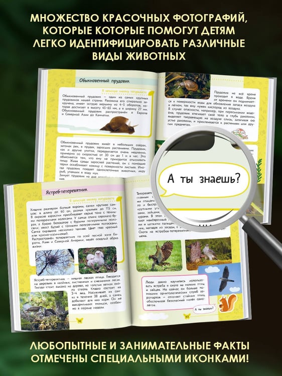 Дополнительное изображение книги «Окружающий мир. Животные»