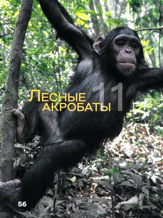 Дополнительное изображение книги «Жизнь и приключения шимпанзе в тропическом лесу»
