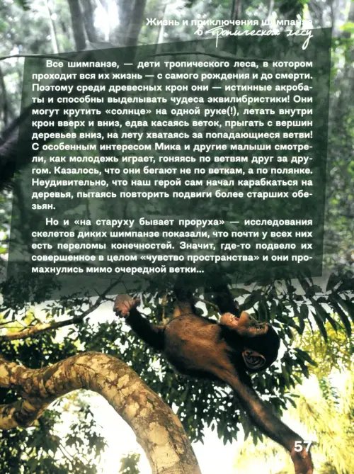 Дополнительное изображение книги «Жизнь и приключения шимпанзе в тропическом лесу»