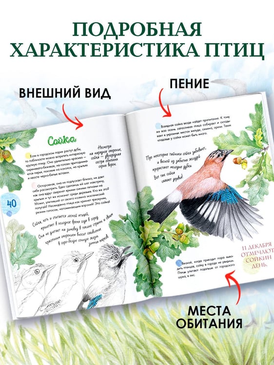 Дополнительное изображение книги «Птицы в городе. 25 историй в фактах и рисунках»