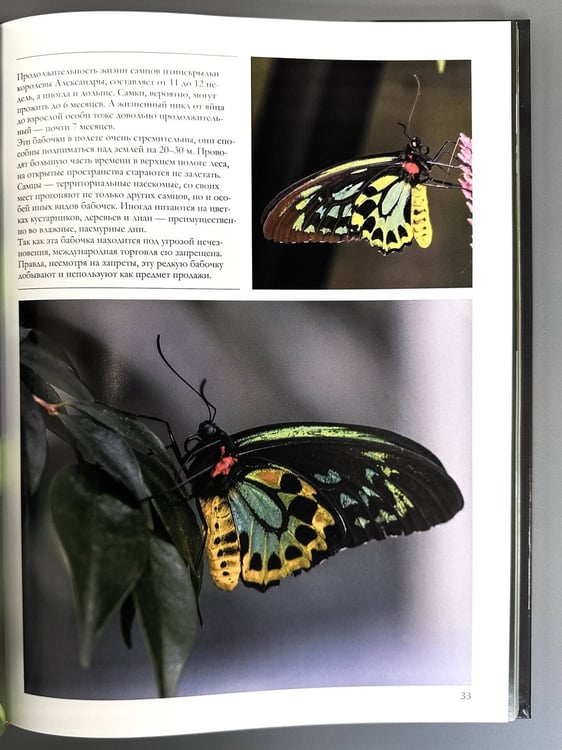 Дополнительное изображение книги «Бабочки»
