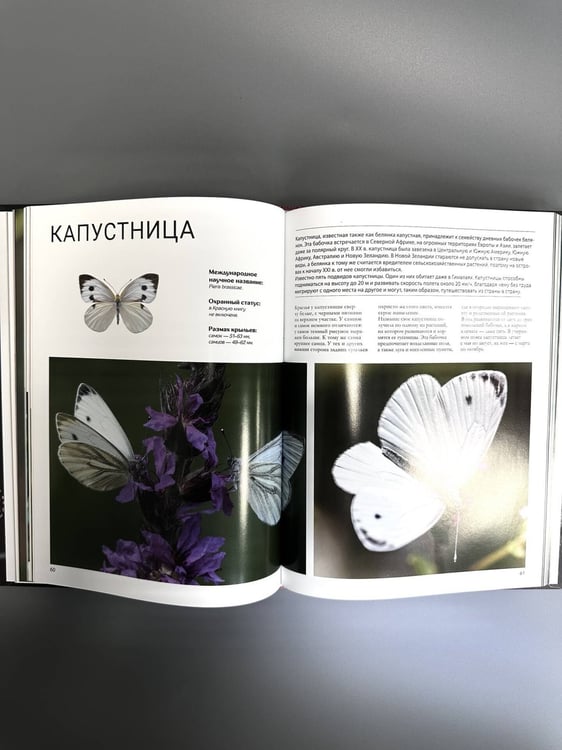 Дополнительное изображение книги «Бабочки»