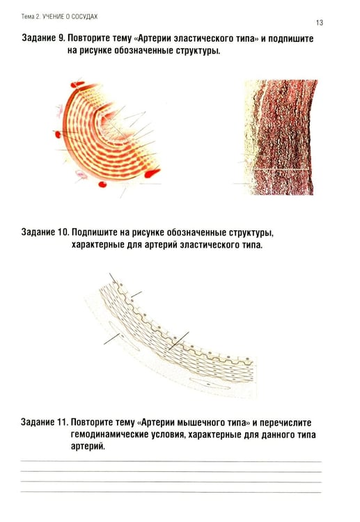 Дополнительное изображение книги «Анатомия человека: Ангиология Ч. 7: Анатомия органов сердечно-сосудистой системы. Рабочая тетрадь. 2-е изд., доп»