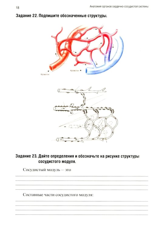 Дополнительное изображение книги «Анатомия человека: Ангиология Ч. 7: Анатомия органов сердечно-сосудистой системы. Рабочая тетрадь. 2-е изд., доп»