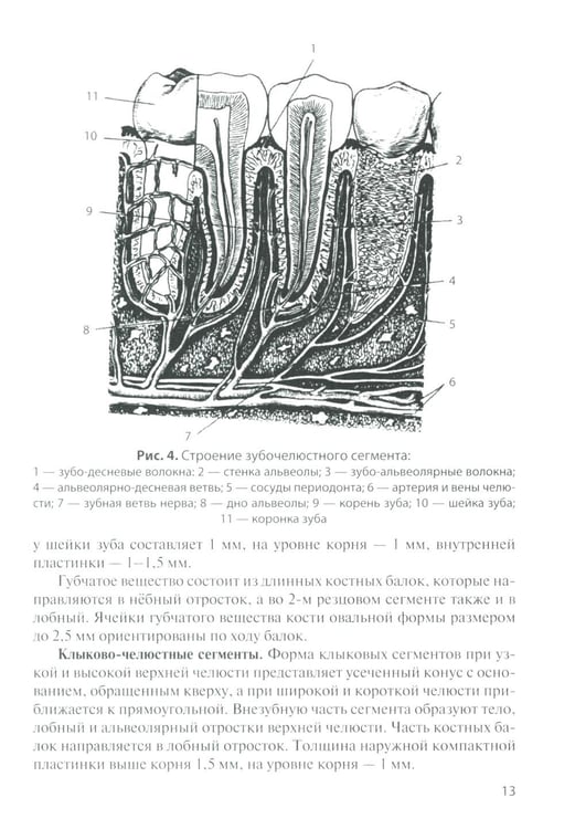 Дополнительное изображение книги «Анатомия зубов человека: Учебное пособие. 7-е изд., доп. и испр»