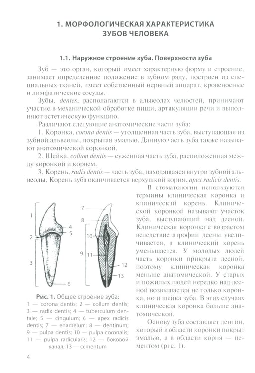 Дополнительное изображение книги «Анатомия зубов человека: Учебное пособие. 7-е изд., доп. и испр»