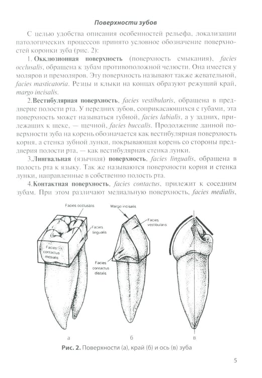 Дополнительное изображение книги «Анатомия зубов человека: Учебное пособие. 7-е изд., доп. и испр»